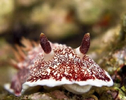 Nudi off Batangas Philippines. Casio exilim ex z1200 by Andrew Macleod 